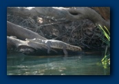 A large freshwater crocodile we saw during our canoe trip